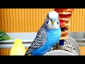 Budgie sounds for lonely birds