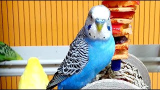 budgie sounds for lonely birds