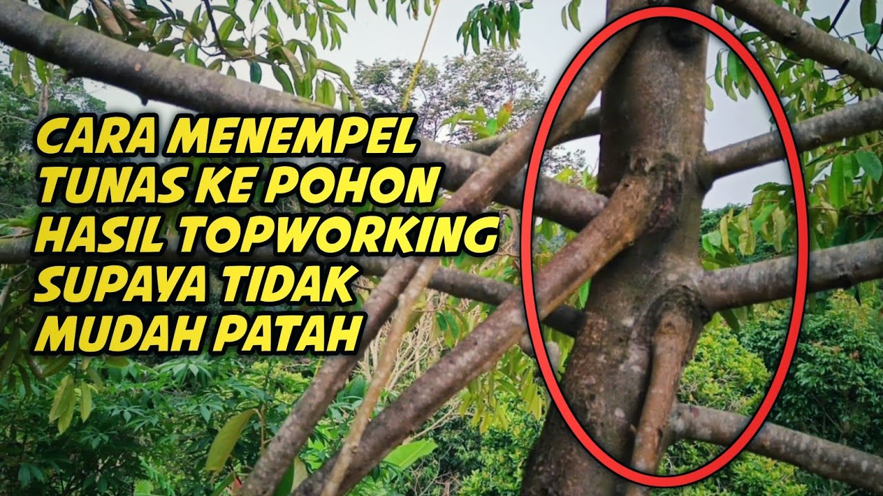 Penempelan tunas ke batang hasil topworking 