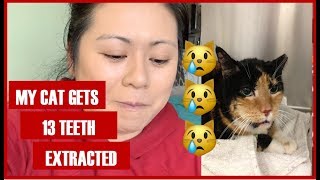 VLOG: MY CAT GETS 13 TEETH EXTRACTED!