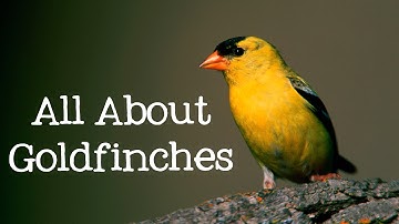 All About Goldfinches: Backyard Bird Series - FreeSchool