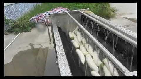 Máy rửa củ cải, máy rửa khoai lang khoai môn, máy rửa chà vỏ khoai tây, máy rửa rau củ tự động