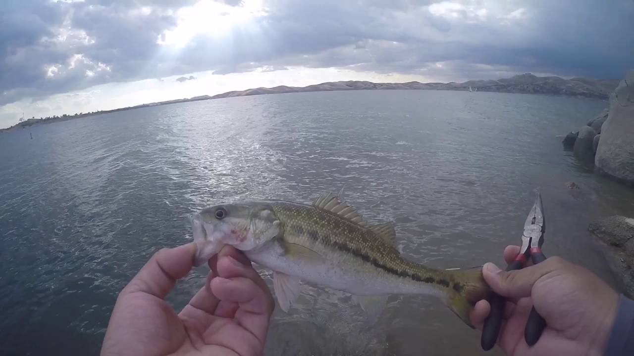Millerton Lake jerkbait fishing for spotted Bass YouTube