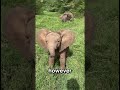 Did you know that Elephants can't jump ? #facts #animals #interesting