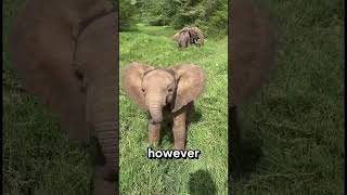 Did you know that Elephants can't jump ? #facts #animals #interesting