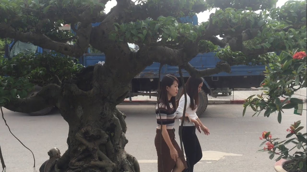 Bonsai.Đẳng Cấp Của Bonsai Hà Nội - YouTube Nhà Nông Chơi Cây