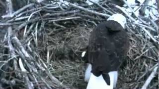 DNR eagle cam,parents continue to incubate 1 egg bless there hearts,10\/3\/13