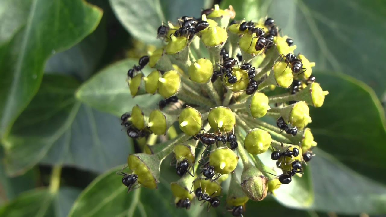 Hedera helix - Bergflétta  - Blómin  lokka að svanga maura - Sígræn planta  -  Pottaplanta