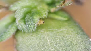 Thrip larvae/nymph eating my young cannabis seedling in my indoor UK grow. Macro shot.