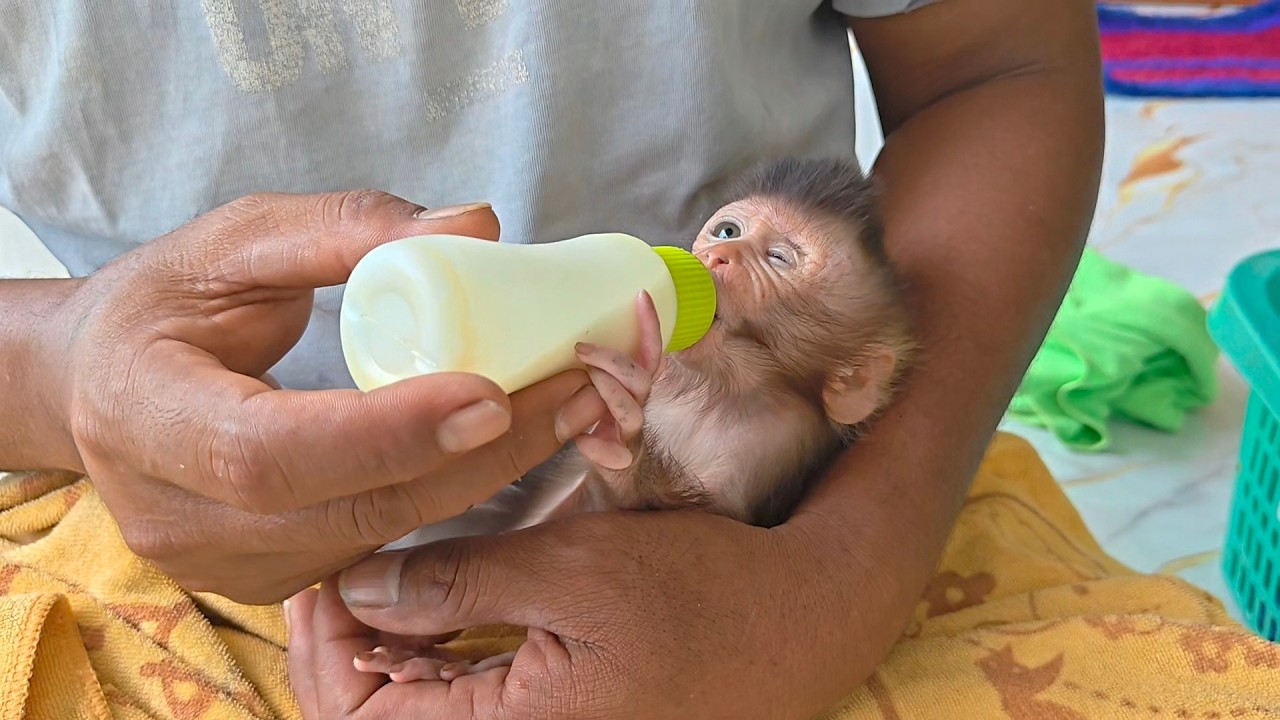 My beloved baby, Maya, a special baby monkey