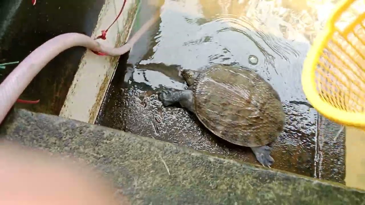 Anh em nào muốn chăn nuôi lHm 083 635 8411 