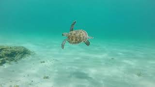 Coral Cove Snorkeling