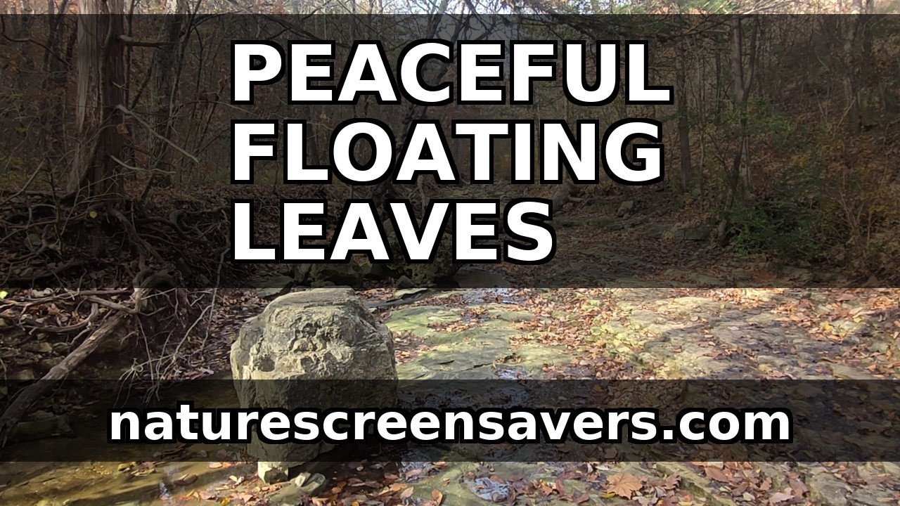 Peaceful Floating Leaves – Relaxing Fall Stream in Branson, Missouri | Nature Screen Savers