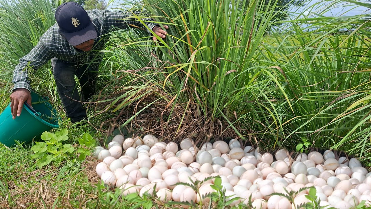 wow wow wow! amazing fishing - a farmer pick a lot of duck eggs under grass in rice field