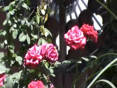 Jashn E Baharaan Wmv