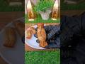 Trend Of Toffee Samosa 🍬#shorts #easy recipe #viral