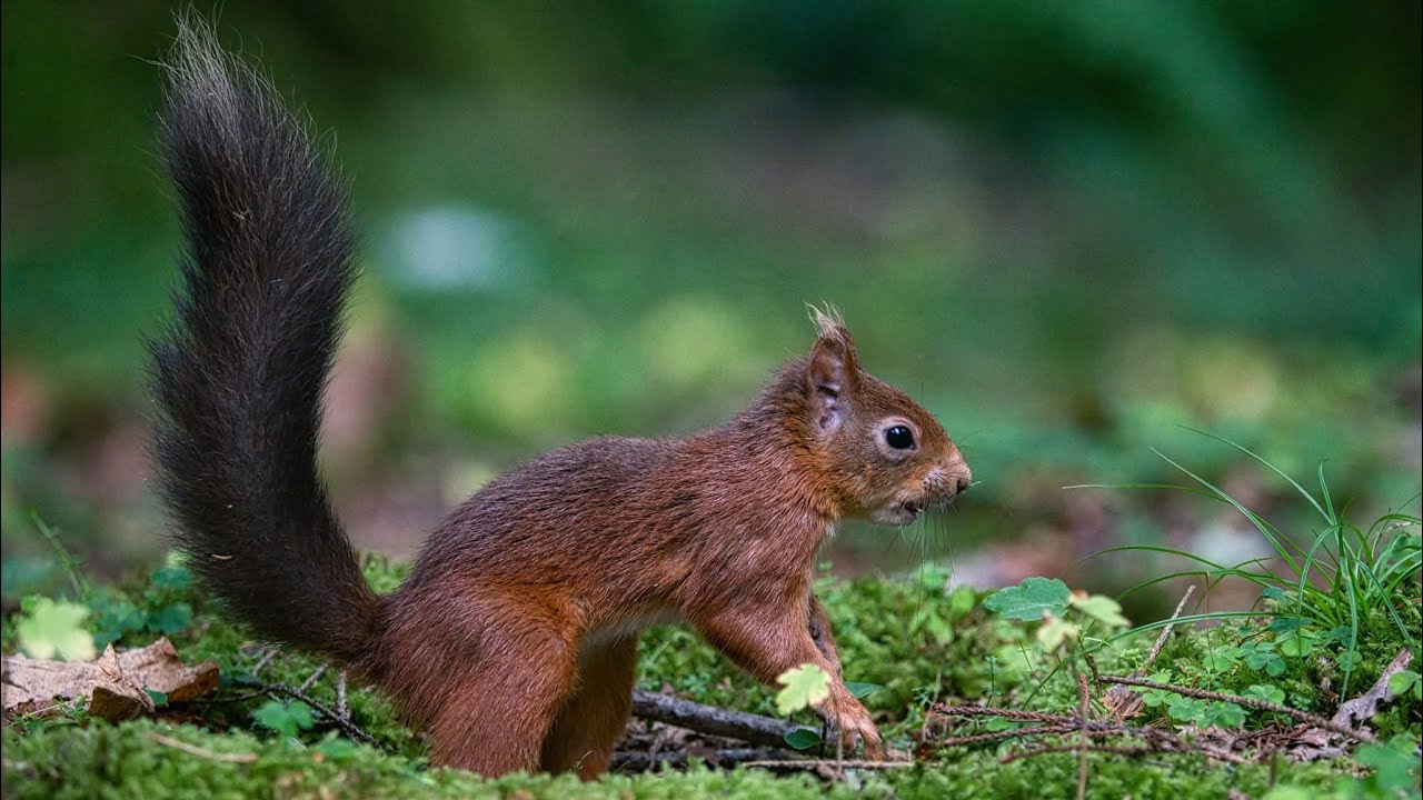 Red, Grey Squirrels & the Truth No One Wants to Hear 🐿️ | A Conservation Rethink