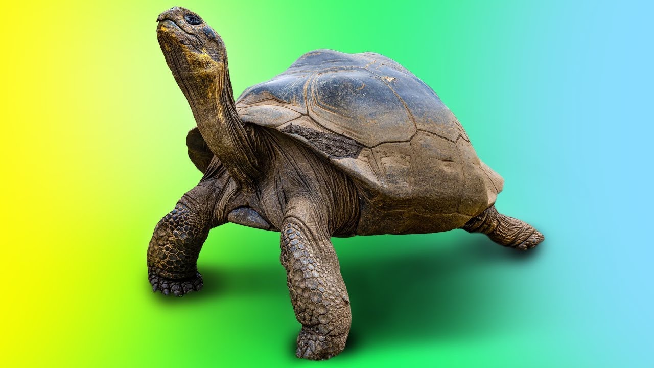 World’s Only EXCLUSIVE Turtle and Tortoise Zoo!