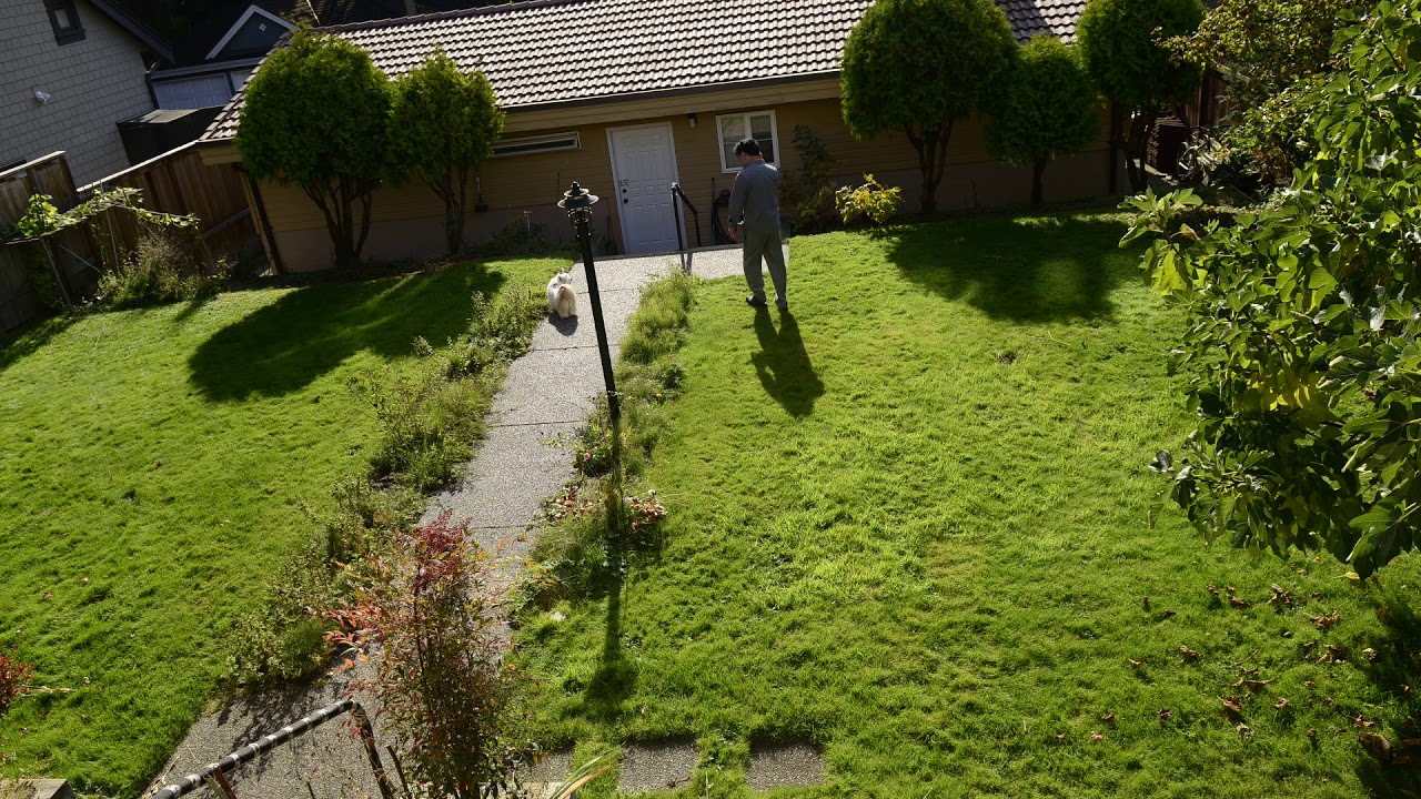 2018 - Kitty🐶 loves the beautiful autumn in Canada, 8K, Oct 18, 18📍