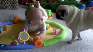 Pug tactics to steal from baby Jack!