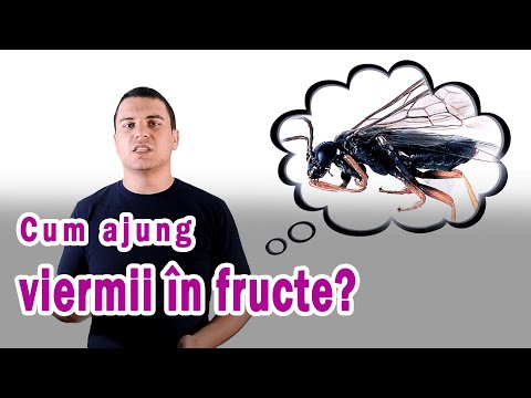 Video: Dăunători De Prune. Insecte Suge