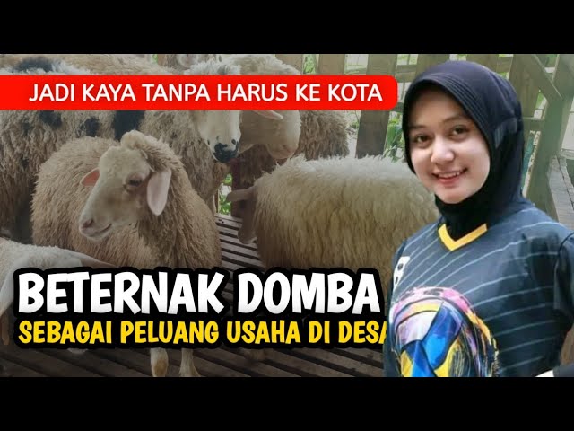 TERNAK DOMBA SEBAGAI PELUANG USAHA DI DESA | @AGROTV9 class=