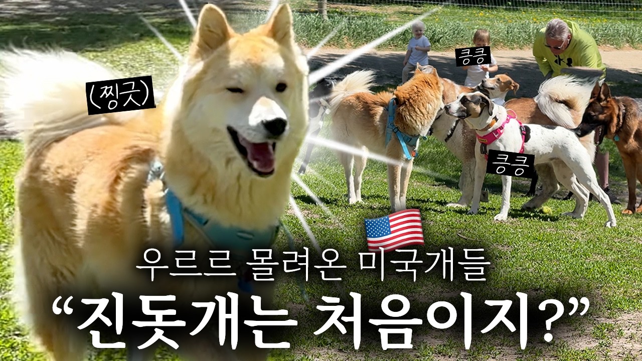“저 개는 뭐야?” 진돗개 데리고 미국 공원 갔다가, 인기가 폭발했습니다 ㅋㅋ