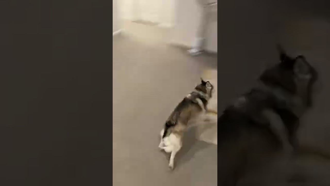 Husky Dog Running Through Room And Living Room Couch