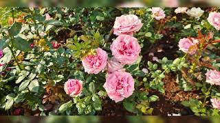 Video_Photos-3320.mp4