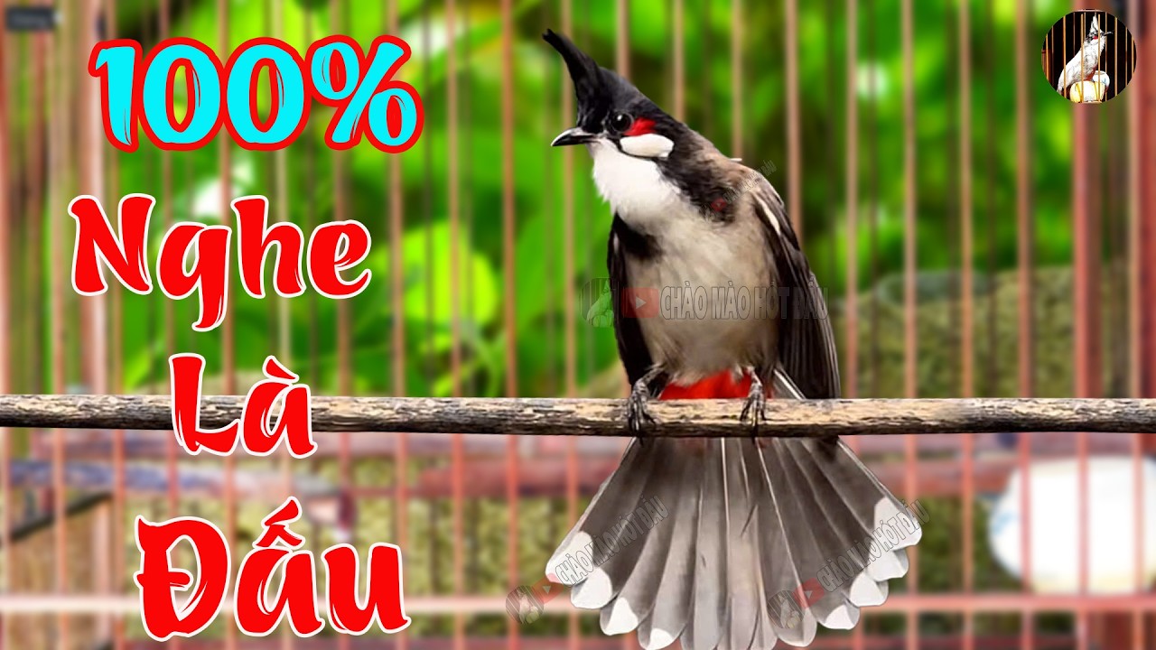 Kích Chào Mào Hót Ché/ Kích Chào Mào Bổi Hót Đấu Mới Nhất / 100% Căng Lửa / Nghe Là Phải Đấu.HP0