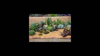 #socculents #succulent #다육식물 #plants #多肉紹介 #garden #多肉植物 #cactus #flowers #gardening