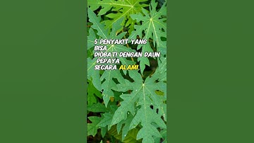 5 PENYAKIT YANG BISA DIOBATI DENGAN DAUN PEPAYA SECARA ALAMI