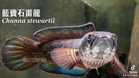 Lóc Tiểu hoàng đế (Channa Stewartii)