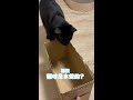 【液體貓失效中】黑貓鑽紙箱直接倒頭栽 #Shorts