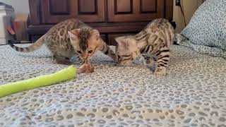 Paris (orange collar), Paisley (yellow collar) and Parker are 9.5 weeks old and growing so fast!! by Carmen Klassen 22 views 2 hours ago 3 minutes, 9 seconds