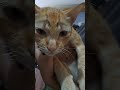 #new #cat #animals #eyebrows
