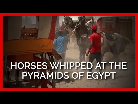 Horses Viciously Whipped at the Pyramids of Egypt