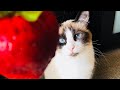 Meet Snowshoe Cat の動画、YouTube動画。