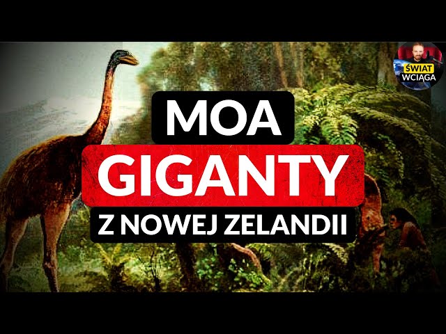 MOA ▶ GIGANTYCZNE PTAKI z Nowej Zelandii ◀🌎 MOA olbrzymi VS Maorysi class=