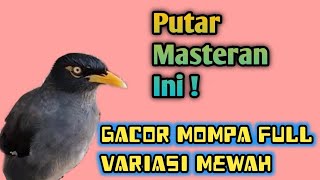 SIULAN MERDU JALAK MANGGIL LAWAN | Burung Jalak Lain Auto Nyaut