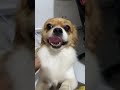 Full Video Click Below DogObsessed DogAddict FluffyFriend PetLifestyle AdoptDontShop Doglife