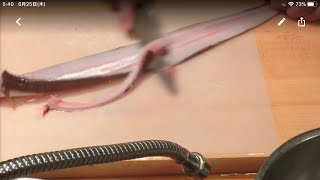 《朝の 魚 仕込み【5】(アナゴ)》・・・・大和の 和の料理《仕込み》