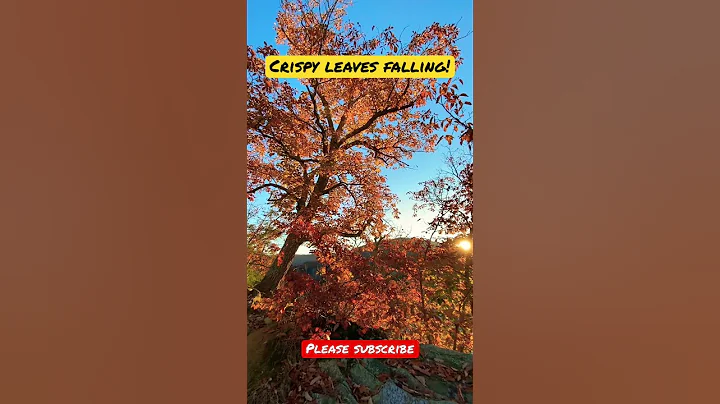 SUNS HEAT MAKING LEAVES FALL
