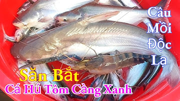 Săn Bắt Cá Hú Tôm Càng Xanh Câu Mồi Độc Lạ Nhất Miền Tây Sông Nước / Kiềm Rapper