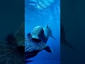 Megalodon vs Livyatan