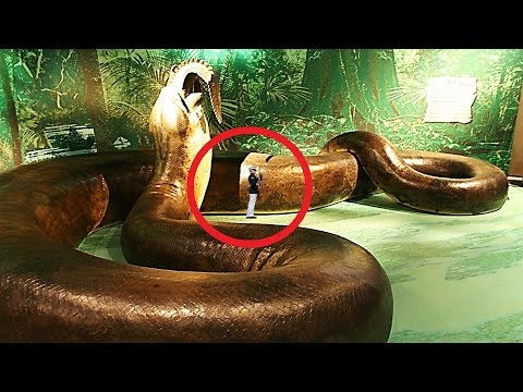 Cuál es la serpiente más grande del mundo