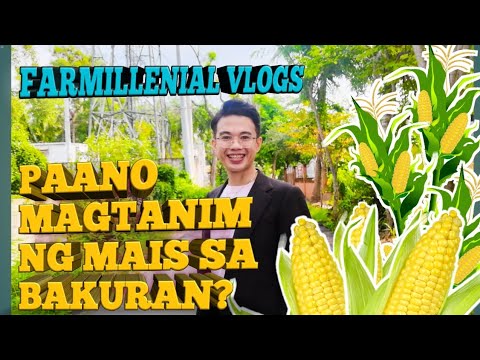 Video: Container Grown Corn - Maaari Ka Bang Magtanim ng Mais Sa Mga Container