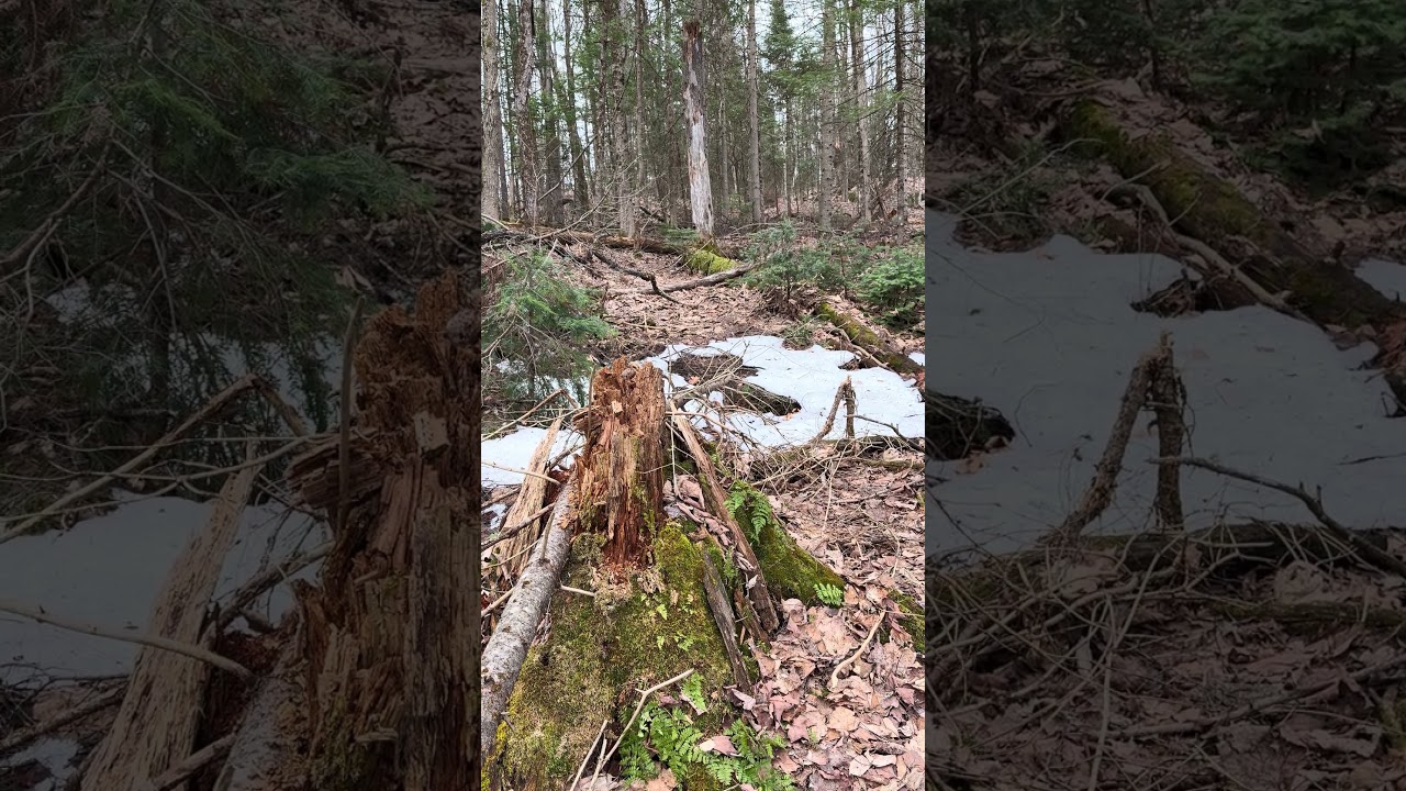4k Spring Forest E4 26s #Naturelover #Expore #Beautiful #Peaceful #Relaxing #Spring #Canada #Forest