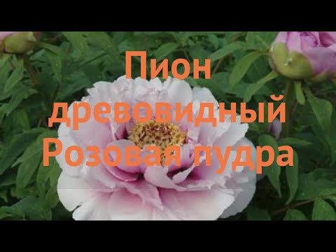 Пион древовидный Розовая пудра 🌿 обзор: как сажать, саженцы пиона Розовая пудра