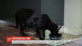 Котяча їжа: чим і за які гроші українці годують своїх домашніх улюбленців